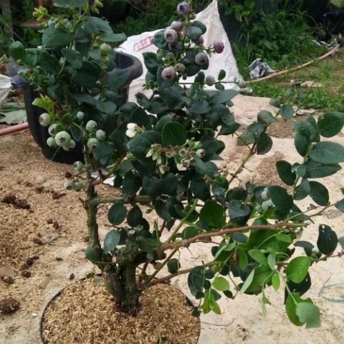 bibit tanaman buah blueberry / blueberry jamfruit cepat berbuah FFFF
