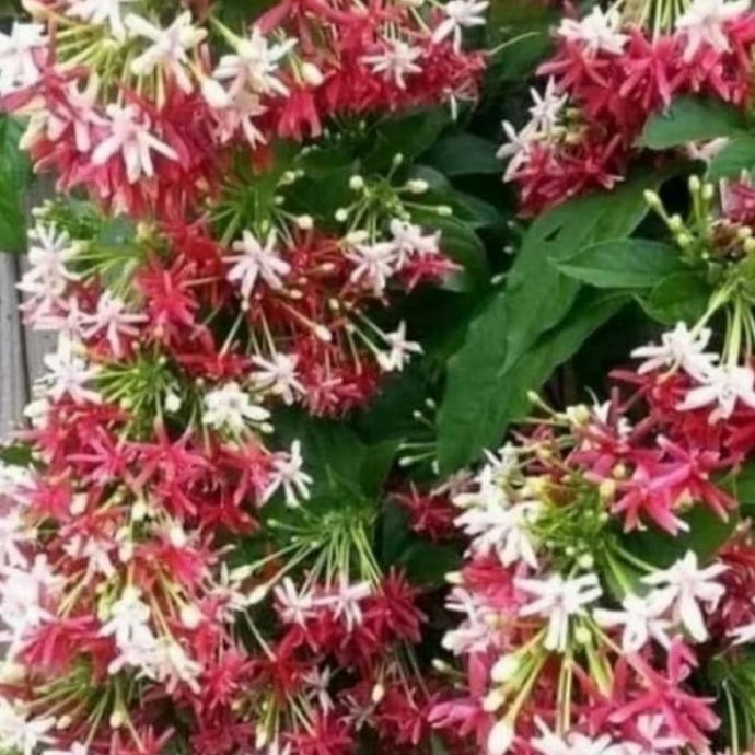 pohon Melati Belanda tanaman rambat Bibit pohon bunga melati Belanda