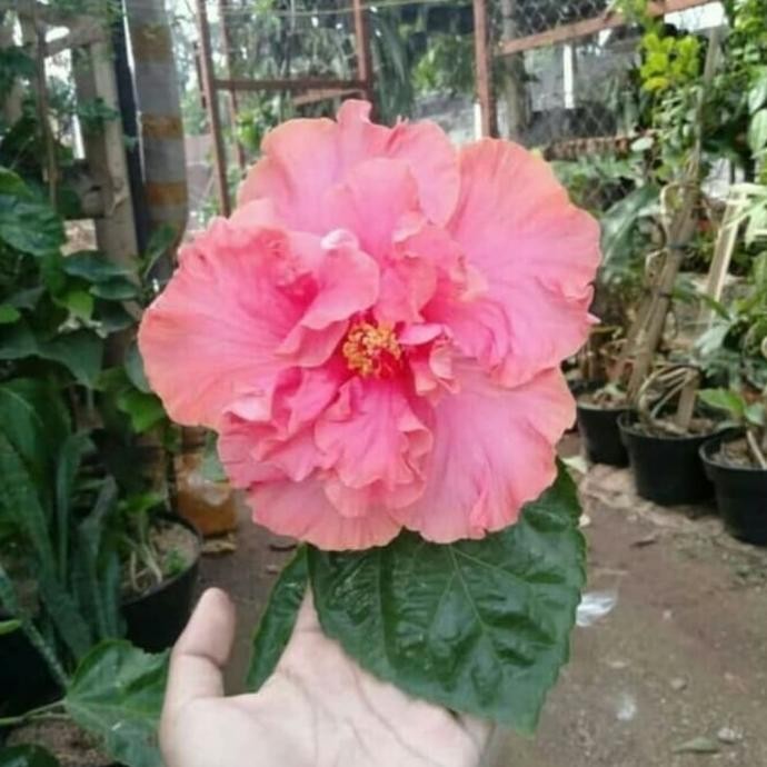 Terlaris Tanaman Hias Hibiscus Jumbo/Kembang Sepatu Jumbo