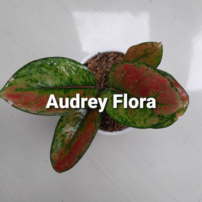 Terlaris Tanaman Hias Aglonema Jenis Hengheng