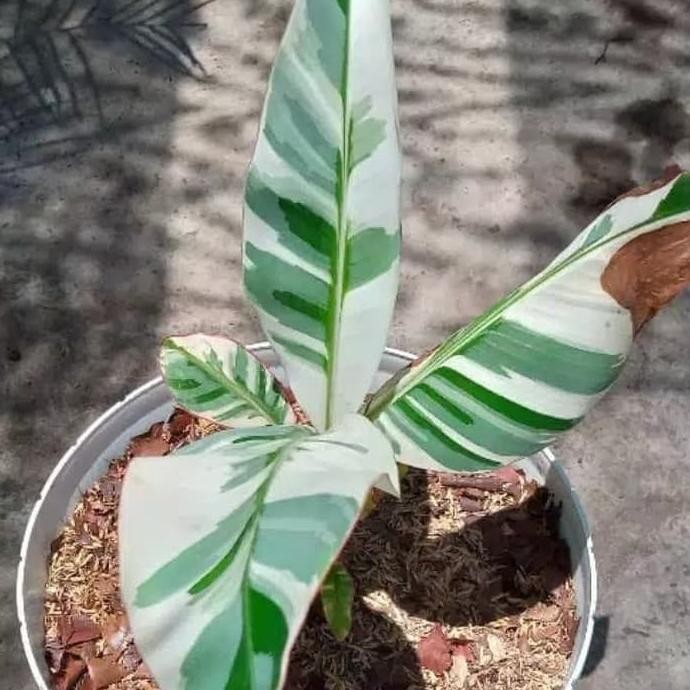 BIBIT TANAMAN HIAS PISANG VARIEGATA - POHON PISANG VARIEGATA PREMIUM