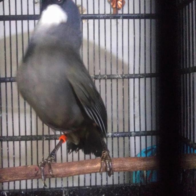 poksay hongkong pipi putih gacoran murah