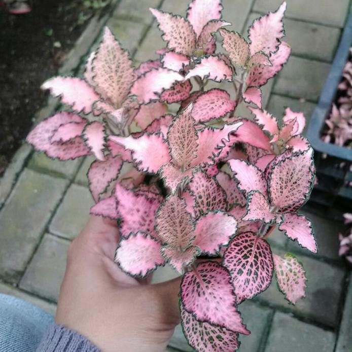 Terlaris Fitonia Pink Keriting Curly Cantik Unik Tanaman Hias