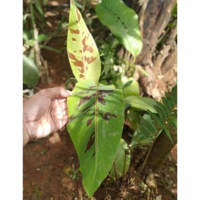 pohon pisang varata merah/bibit pohon pisang varata/pohon pisang PREMIUM
