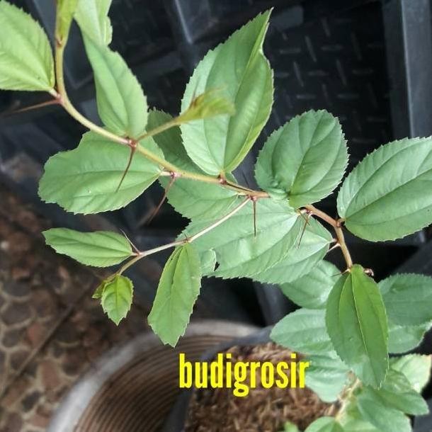 Bibit Pohon Daun Bidara Arab S Utk Ruqyah Bibit Bidara Pohon