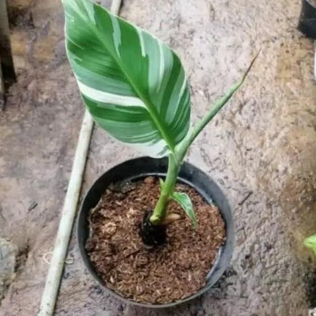 Bibit Tanaman Hias Pisang Variegata - Pohon Pisang Variegata PREMIUM