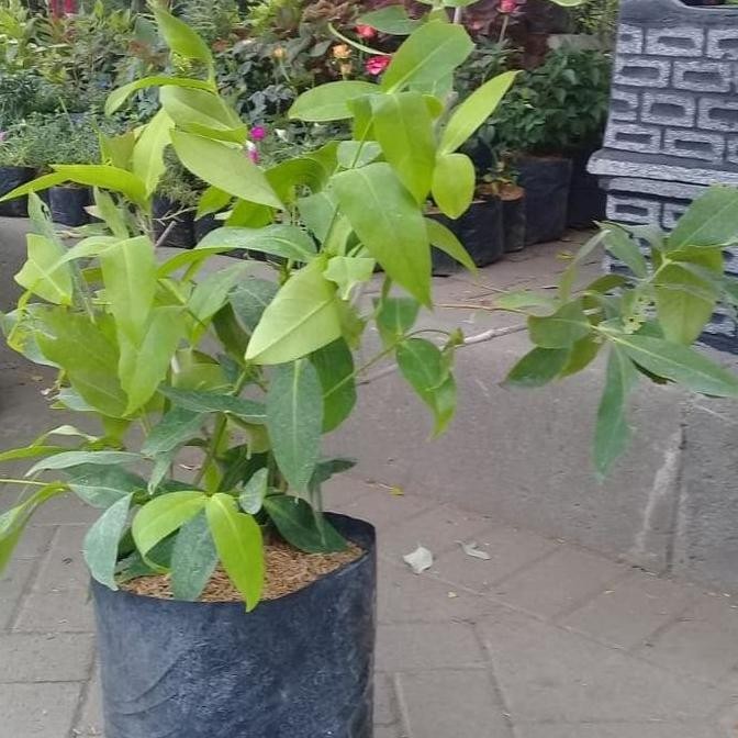 PREMIUM bibit cangkok siap berbuah jambu air madu deli