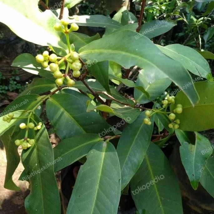 PREMIUM Bibit Buah Jambu Air Dalhari Berbunga