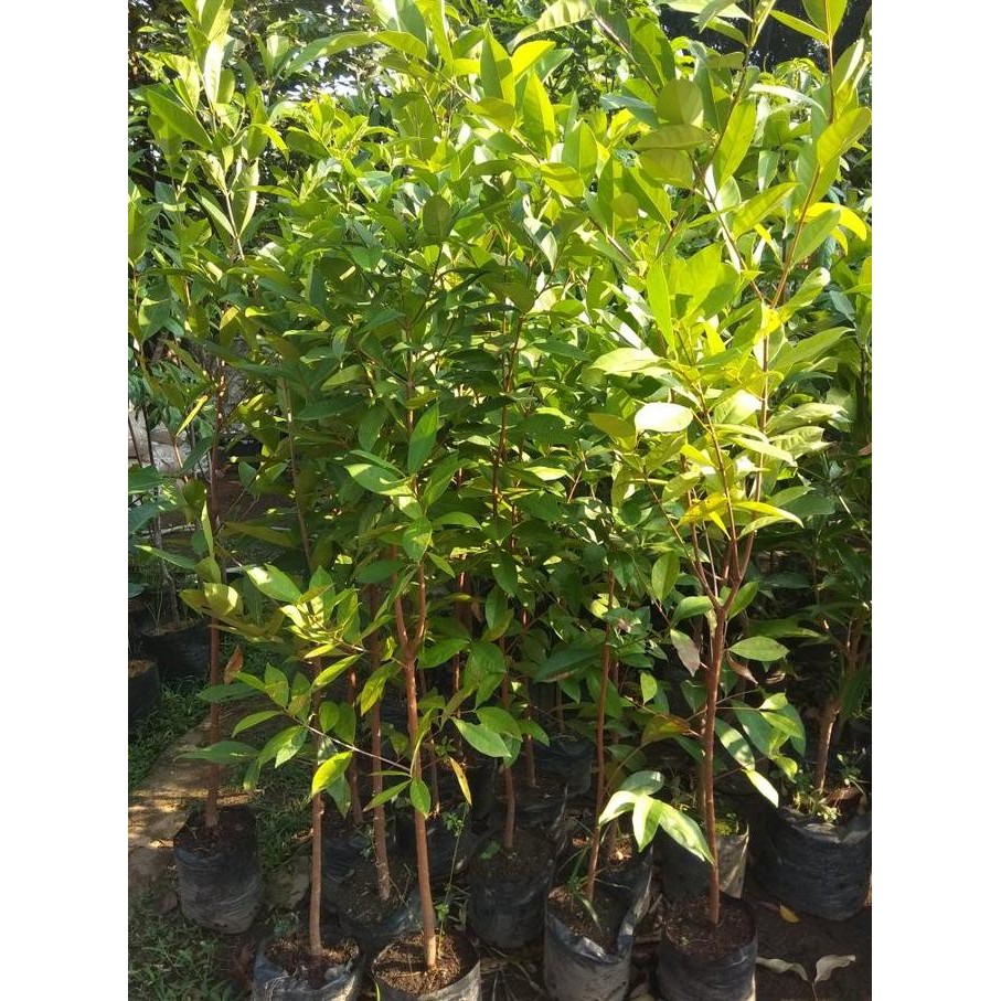 TERSEDIA Pohon salam lebih tinggi