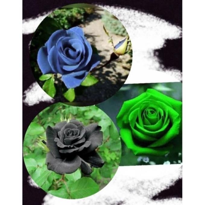 Terlaris Promo | Paket 3 Tanaman Hias Mawar Hidup | Mawar Biru,Hitam Dan Hijau  - Tanaman Hias Hidup