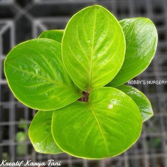 Tanaman hias anthurium jemani mangkok lady gaga - Jemani mangkok lady murah