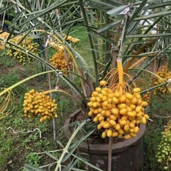 

tanaman kurma ajwa pohon murah