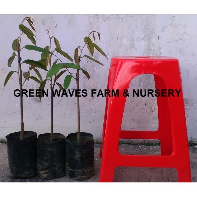 BIBIT DURIAN OCHEE/DURI HITAM/BLACK THORN (D200) 40 CM - 50 CM murah