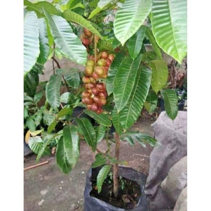 Bibit Matoa Pohon Matoa Bibit Buah Matoa Tanaman Matoa Siap Berbuah PREMIUM