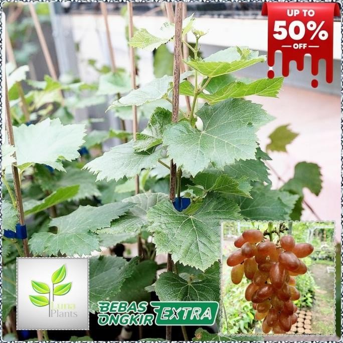 bibit buah anggur import - bibit anggur dixon FFFF PREMIUM