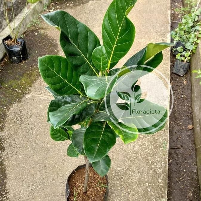 Bibit Nangka Mini Pohon Nangka Mini Bibit Buah Nangka Mini Pohon Buah PREMIUM