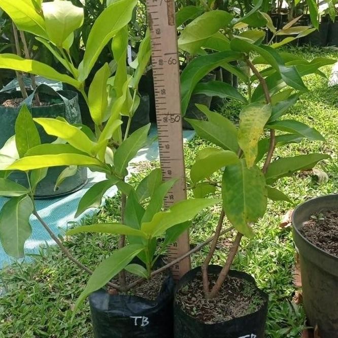 PREMIUM SEDIA bibit jambu green giant cangkok