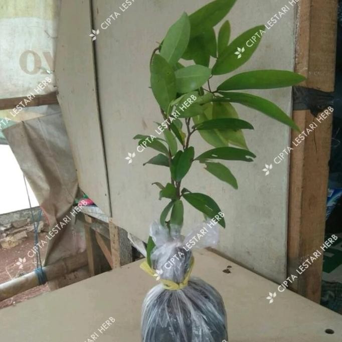 Bibit Namnam Pohon Namnam Buah namnam Bibit Buah namnam Bibit Nam-Nam PREMIUM