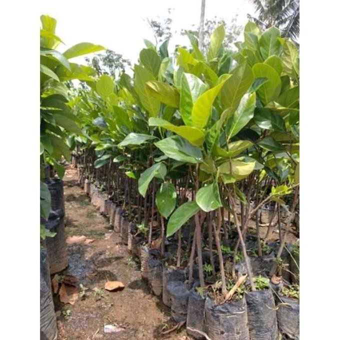 Bibit buah cempedak dari biji SUPER NNNN PREMIUM