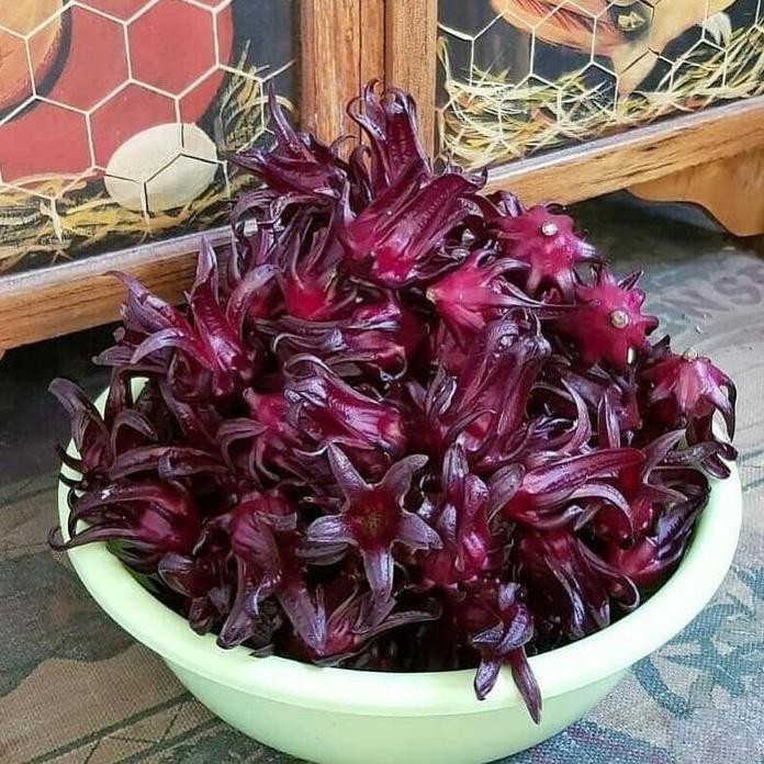 Benih Bibit Biji - Bunga Rosella Ungu Burgundy - Kualitas SUPER murah