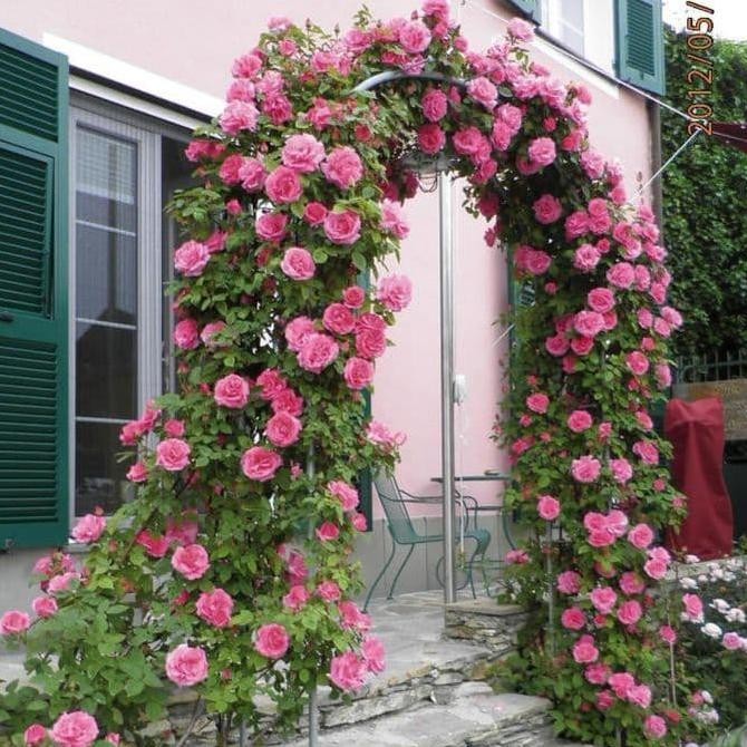 Benih / Bibit / Biji - Bunga Mawar Rambat (Climbing Rose) - IMPORT murah