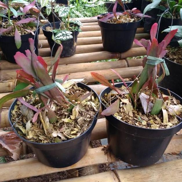 Ew-98 Tanaman Hias Wijaya Kusuma Merah - Wijaya Kusuma Merah Terlaris