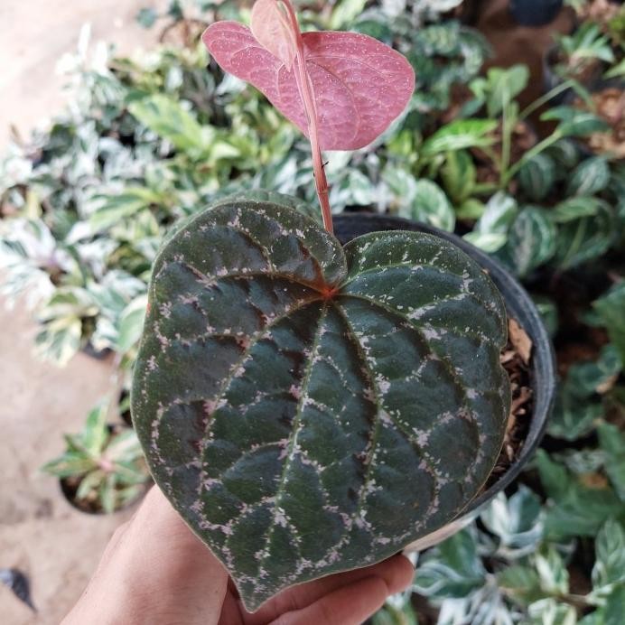 Terlaris Tanaman Hias Sirih Wulung - Pohon Sirih - Tanaman Sirih