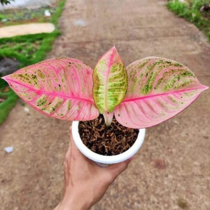 Terlaris Tanaman Hias Aglonema Romantic Love - Aglonema Rl - Aglonema Koleksi