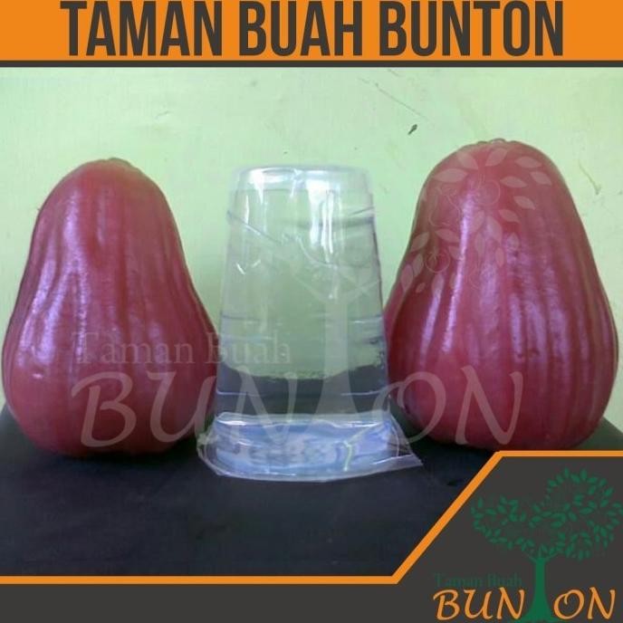 PREMIUM Bibit Tanaman Buah Jambu Air King Rose Apple