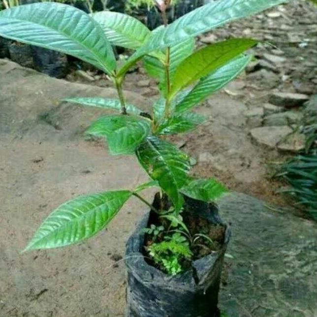 TANAMAN BUAH GOWOK KUPA/BIBIT TANAMAN BUAH GOWOK NNNN PREMIUM