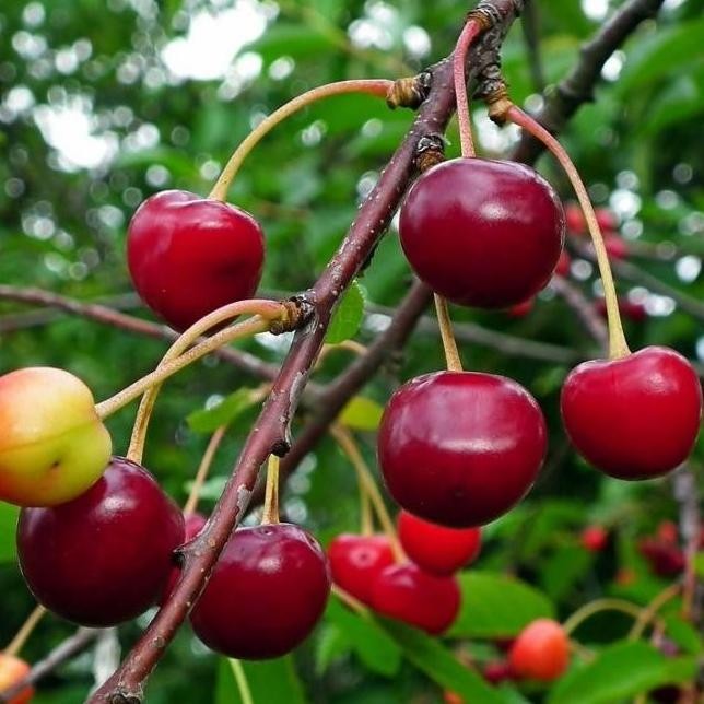 Obral Bibit Pohon Buah Seri Kersen/Tanaman Ceri Kersen/ NNNN PREMIUM