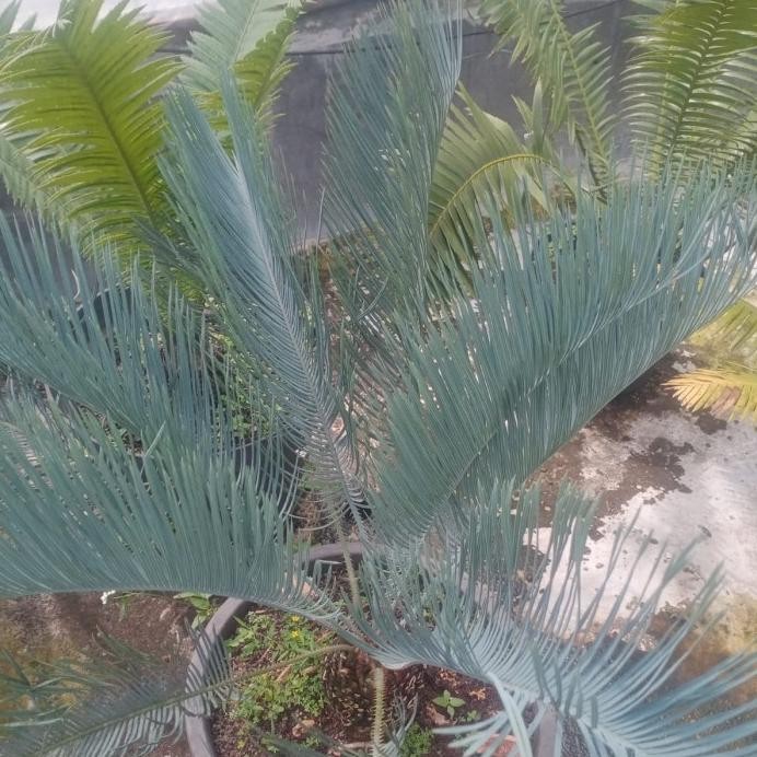 Terlaris Tanaman Hias Palem Sikas Enzy Edule Blue Tinggi Bk 30Cm Tinggi Ud 80Cm