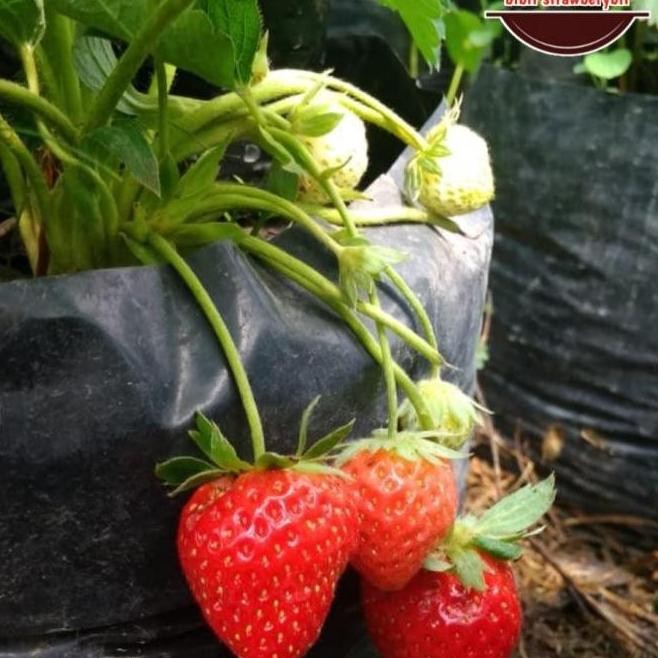 bibit tanaman strawberry nyoho buah manis NNNN PREMIUM