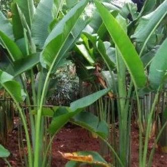 BIBIT POHON PISANG KIPAS BIBIT TANAMAN PISANG KIPAS PREMIUM