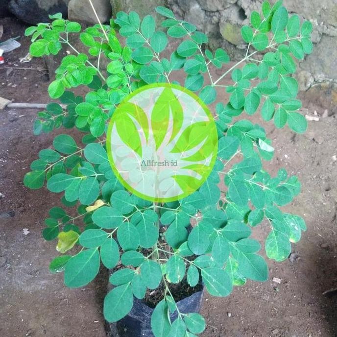 

Terlaris Bibit Tanaman Daun Kelor / Pohon Kelor Daun Kelor Herbal