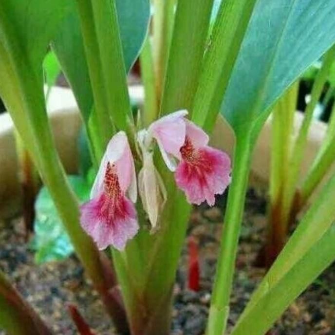 

Terlaris Temu Kunci - Bibit Tanaman Herbal Temu Kunci