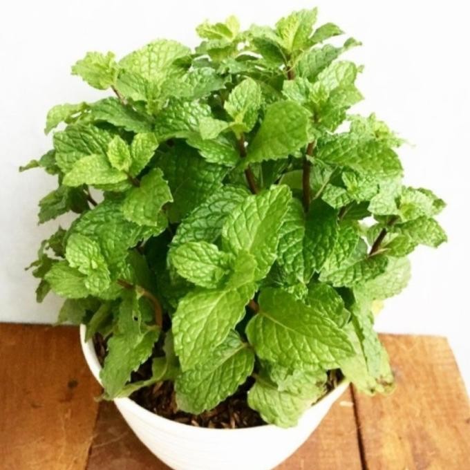 

Terlaris Tanaman Daun Mint - Pohon Mint Herbal
