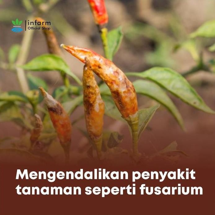 

Terlaris Infarm - Trichoderma Organik Serbuk Pengendali Jamur Dan Bakteri Trichoderma Fungisida Pupuk Organik Anti Jamur Pupuk Pembasmi Bakteri