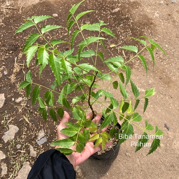 

Terlaris Tanaman Daun Mimba Mimbo Herbal Imba Intaran Membha Mempeuh Margosier Margosa Neem Tree Pohon Toga Obat Kulit Alami