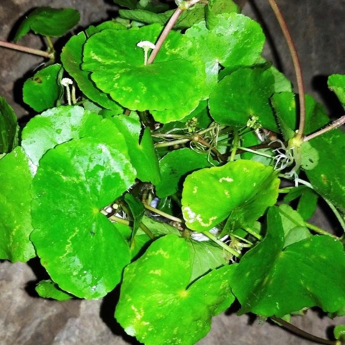 

Terlaris 100Gr Tanaman Herbal Daun Antanan Daun Pegagan Segar 100Gr Daun Lebar