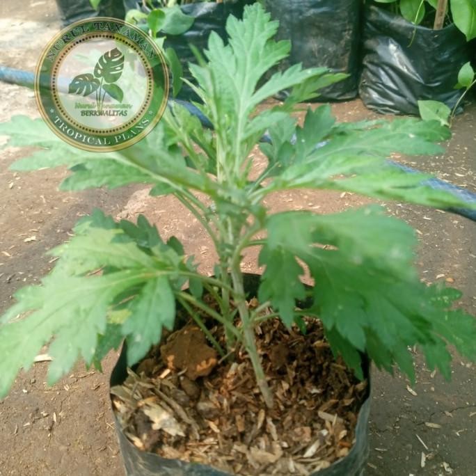 

Terlaris Bibit Pohon Kenikir / Tanaman Herbal