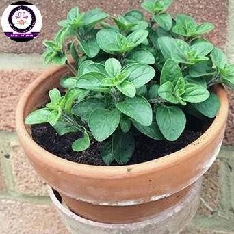 

Terlaris Tanaman Herbal Oregano (Siap Tanam)