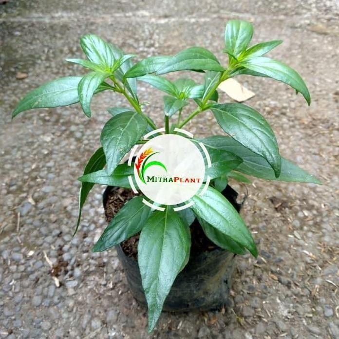 

Terlaris Bibit Tanaman Daun Sambiloto - Pohon Sambiloto - Tanaman Herbal