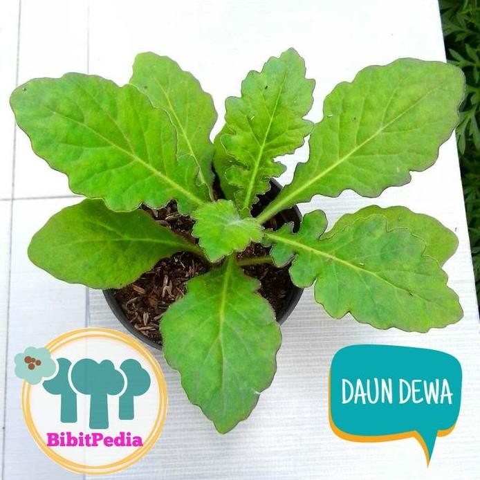 

Terlaris Bibit Tanaman Herbal Daun Dewa
