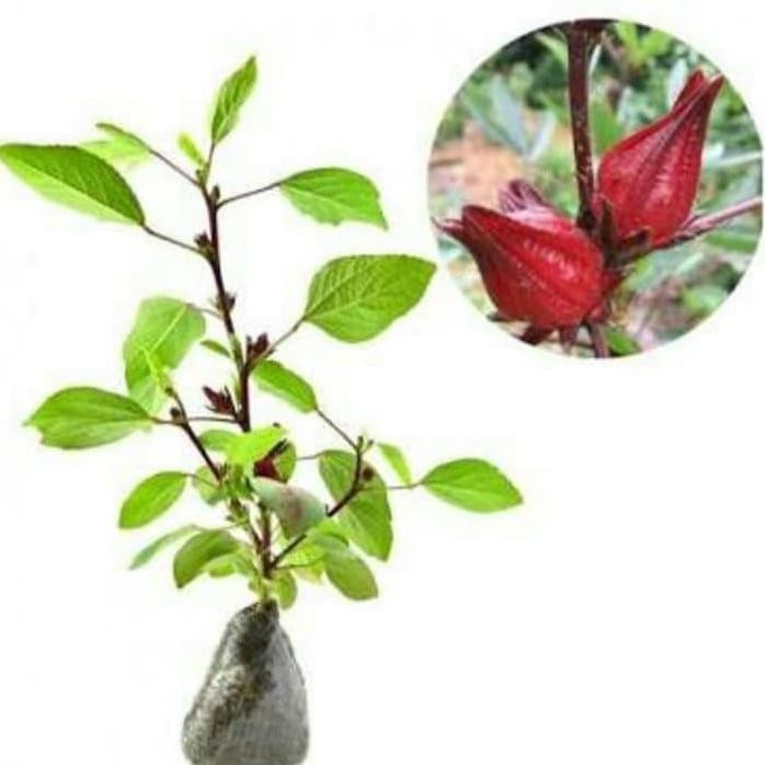 

Terlaris Pohon Rosela Merah / Tanaman Herbal