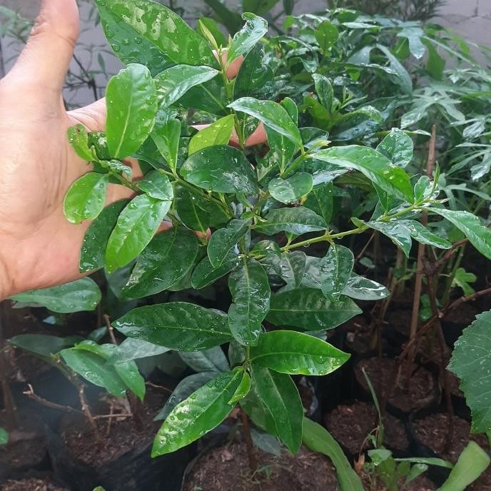 

Terlaris Bibit Pohon Salam/Tanaman Herbal Daun Salam