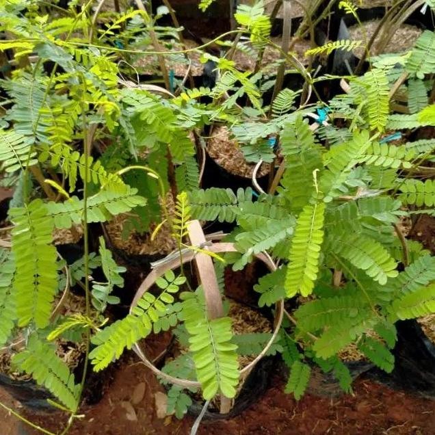 

Terlaris Tanaman Herbal Daun Saga