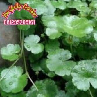

Terlaris Tanaman Tikim Atau Pegagan Daun Kecil Herbal
