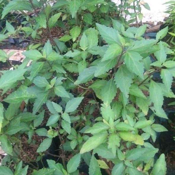 

Terlaris Tanaman Kumis Kucing - Tanaman Obat Herbal