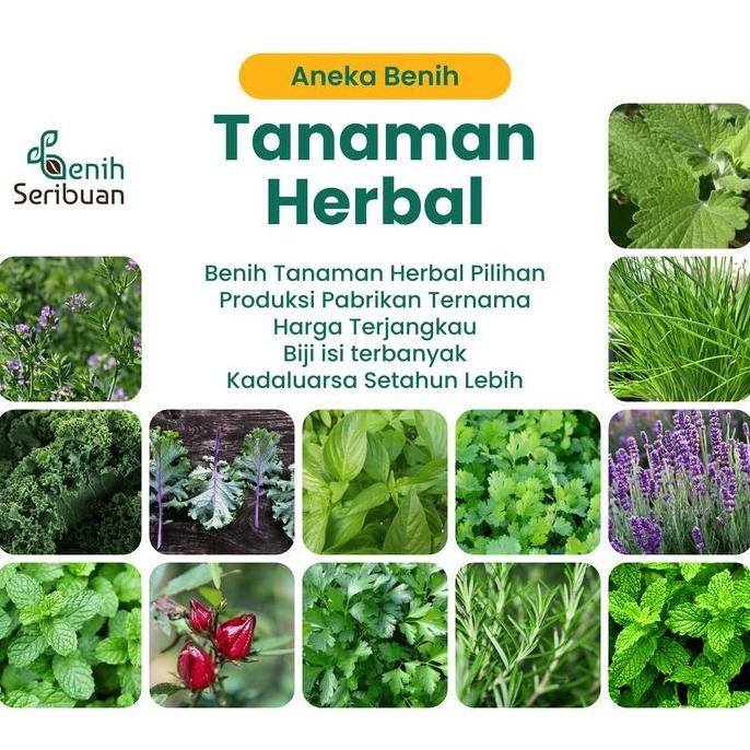 

Terlaris Benih Seribuan - Aneka Bibit Tanaman Herb Sayuran Herbal Varian Unggulan